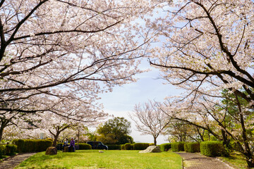 Obraz premium 桜のある公園