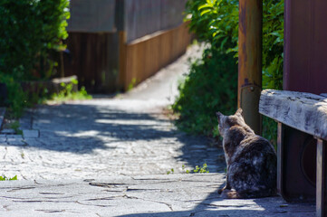 猫の細道の猫達