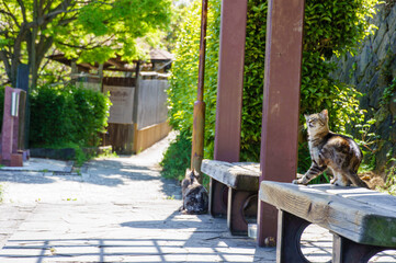 猫の細道の猫達