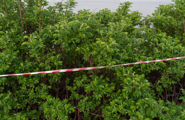 Fototapeta premium protective red and white tape and green bush