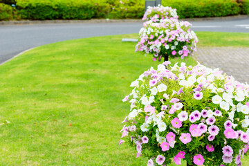 Naklejka premium フラワータワーのある公園