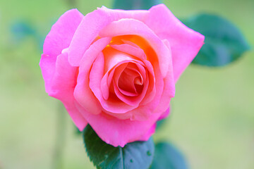 ピンクの薔薇の花