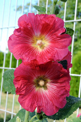 Red hollyhocks flowers in close-up