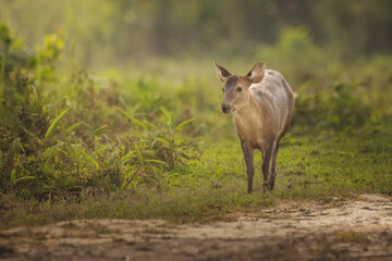 Hog deer