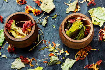 Nasturtium in herbal medicine,homeopathic herbs