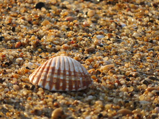clam shell on the beach washed away by the waves