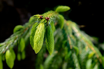 Branch of a pine tree