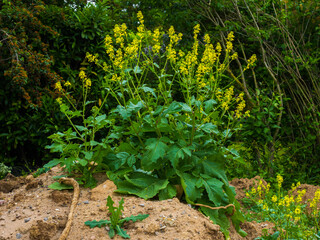 Blooming green bush with yellow inflorescences on earthen hillock in spring