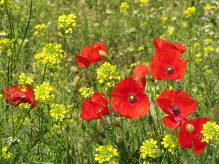 Obraz premium Beautiful flowers of an incredible color and a special smell