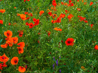 Numerous red poppies among green grass in the meadow