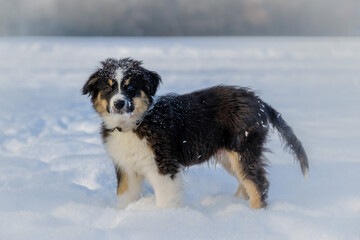 Australian shepherd puppy in winter snow