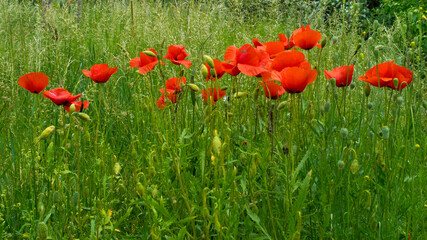 Row of red poppy flowers among green grass in the meadow