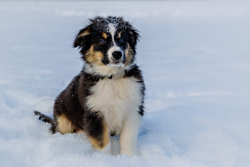 Australian shepherd puppy in winter snow
