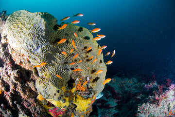 キンギョハナダイ　海　千葉　カラフル　館山
