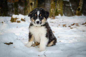 Australian shepherd puppy in winter snow