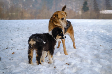 Australian shepherd puppy in winter snow