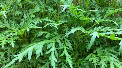 Green Natural Plants