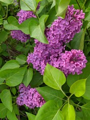 A branch with large flowers. Lilacs in bloom.
