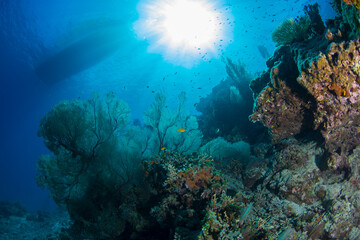 石垣　サンゴ礁　海　太陽