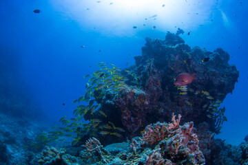 石垣　サンゴ礁　海