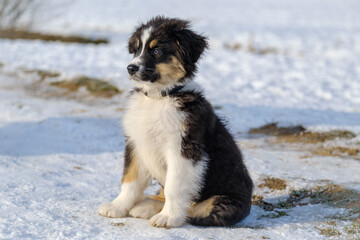 Australian shepherd puppy in winter snow