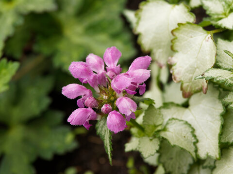 Lamier macul&eacute; ou panach&eacute; - Lamium maculatum  'Silver beacon' - Magnifique feuillage bicolore lumineux, dor&eacute; et argent&eacute; sous de petites fleurs roses courb&eacute;es en forme de gueules b&eacute;antes 