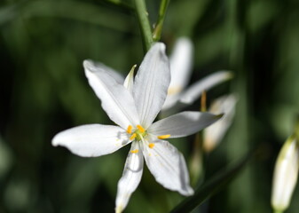 Fototapeta na wymiar Blüte einer Schmucklilie im Frühling