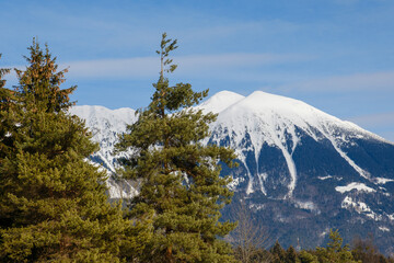 Snowy Stol mountain behind spruce trees
