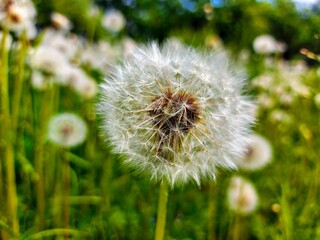 donated dandelion fluff flew away