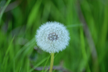 A fluffy white hat of a ripe dandelion with seeds ready to fly away from any breeze