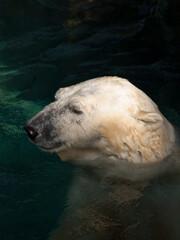 Fototapeta premium シロクマ