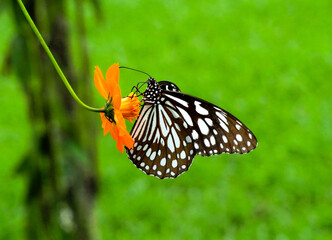 butterfly on a flower, A butterfly on a Flower with green background