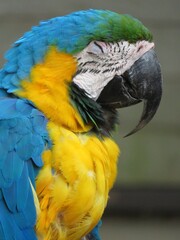 ルリコンゴウインコ　寝顔