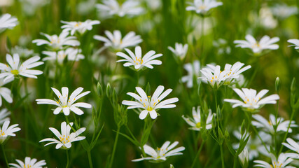 Stellaria holostea. delicate forest flowers of the chickweed, Stellaria holostea or Echte Sternmiere. floral background. white flowers on a natural green background. close-up