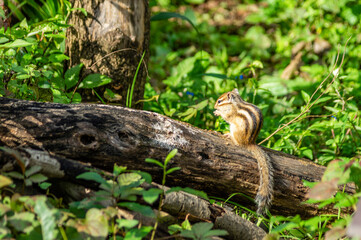 Obraz premium シマリス