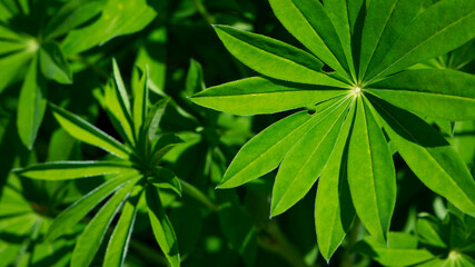 green leaves of Lupinus polyphyllus with soft sunlight in the garden, Large-leaved lupine, Vaste lupine, plant is a species of lupin, Nature floral background. green spring or summer background