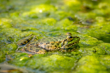 One pool frog in water in natural habitat. Pelophylax lessonae. European frog.