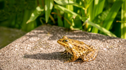 One pool frog sitting on ground in natural habitat. Pelophylax lessonae. European frog.