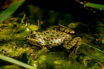 One pool frog in water in natural habitat. Pelophylax lessonae. European frog.