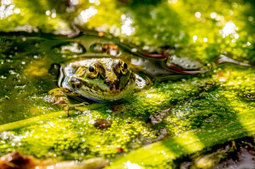 One pool frog in water in natural habitat. Pelophylax lessonae. European frog.