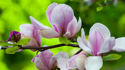 spring magnolia flowers, natural abstract soft floral background. beautiful flowers, delicate...