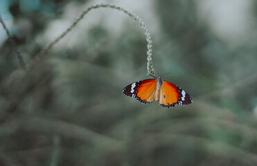 butterfly on a leaf