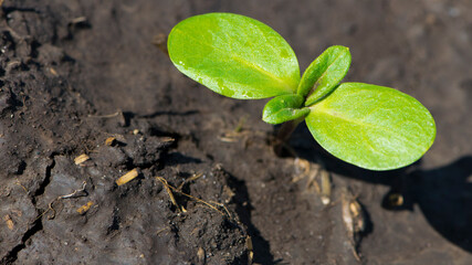 sunflower sprout, green leaves, closeup. giving life, a small green sprout in the ground. soil with...