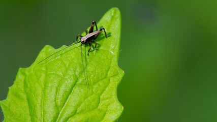 Tettigonioidea. insect sits on a leaf. small grasshopper sits on a twig on a green background. The green female grasshopper sits right on the grass in the meadow and is well camouflaged. close-up