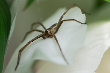 Spider. large spider with long legs on white leaves of a flower. spider eyes, close-up. macro photo of nature, arthropod, hunting spider, small predator. danger for insects, sits on flowers