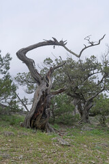 Dried relict treelike juniper with a bizarrely curved trunk.