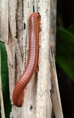 Millipede on a branch