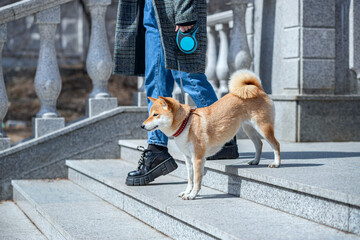 Adorable red Shiba Inu dog in a red collar standing on the steps of a stone staircase next to the owner on a sunny summer day.