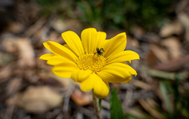 Australian Native Stingless Bee on Daisy