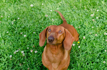 A dact of chocolate dog on the green grass with his head raised.